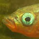 Illustration for article titled There Is a Deadly Secret Hidden in This Fishs Parenting Plan